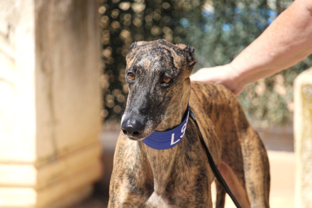 Lupin (M) / Refuge de la FBM