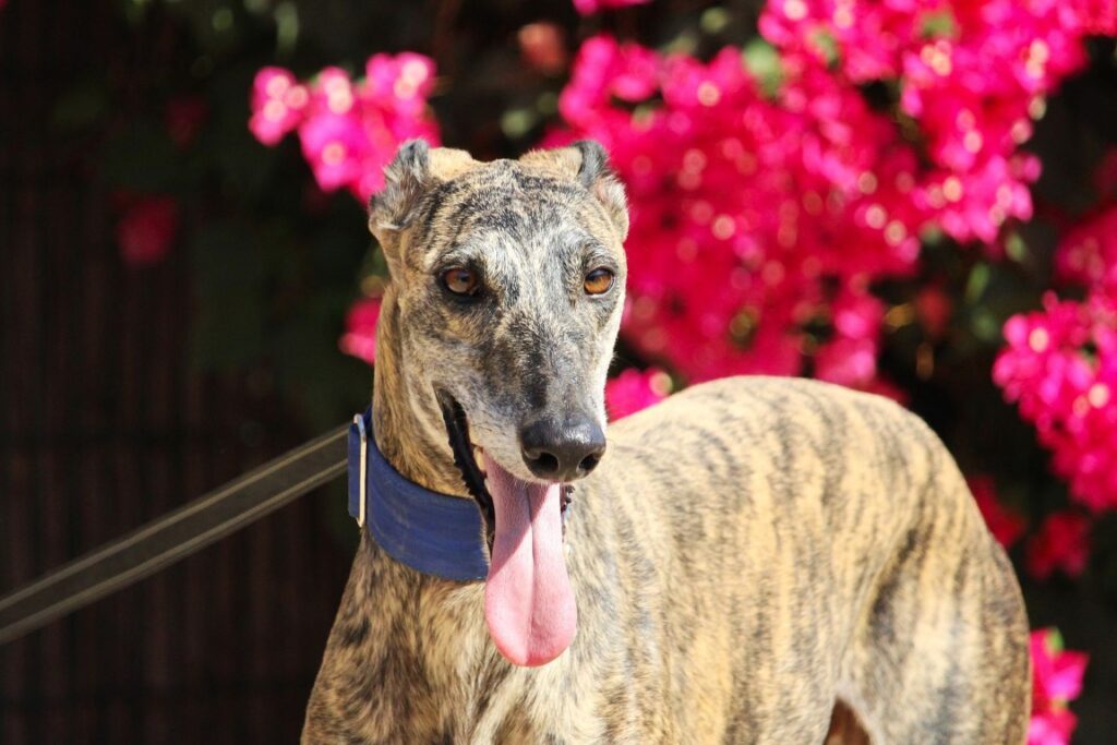 Malko (M) / Depuis un an au refuge de la FBM