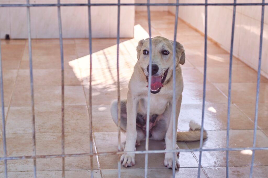 Manteca (F) Chiot  X Mastine / Refuge de Tobarra