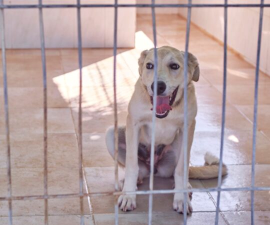 Manteca (F) Chiot  X Mastine / Refuge de Tobarra
