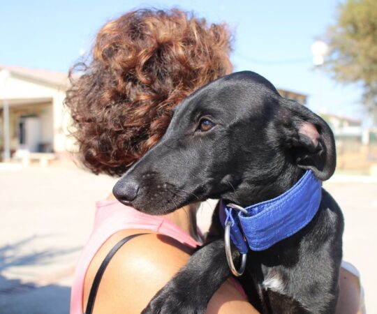 Manzano (M) Chiot / Refuge de la FBM
