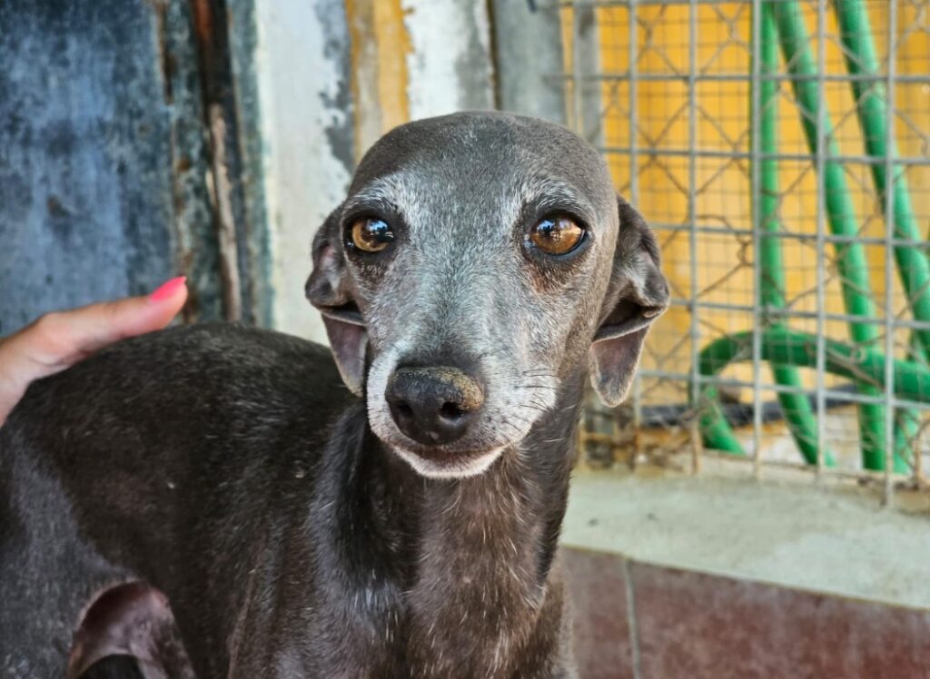 Martin (M) PLI / Refuge de Carmona Adopté