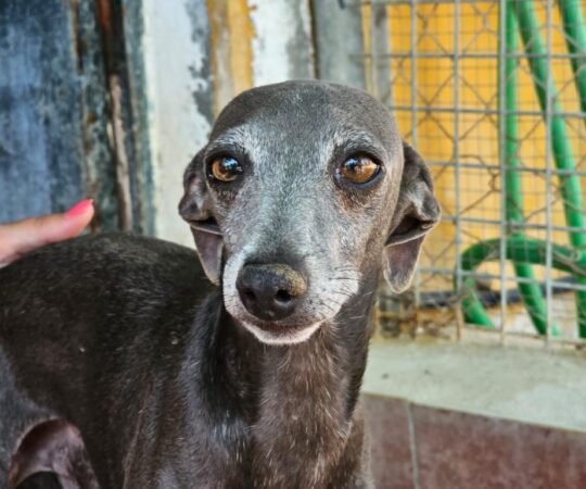 Martin (M) PLI / Refuge de Carmona.