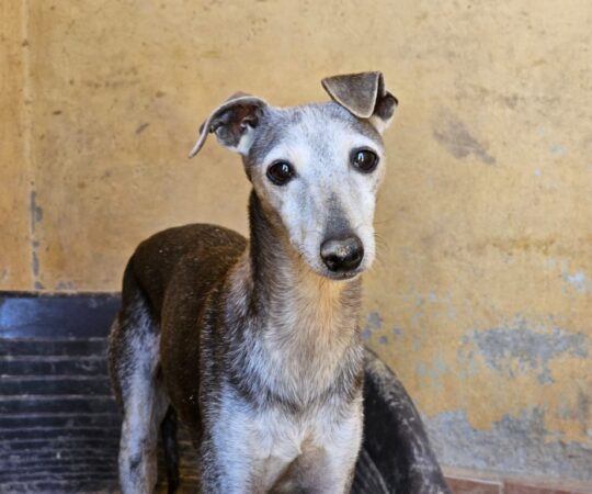 Mélodie (F) PLI Senior / Refuge de Carmona.
