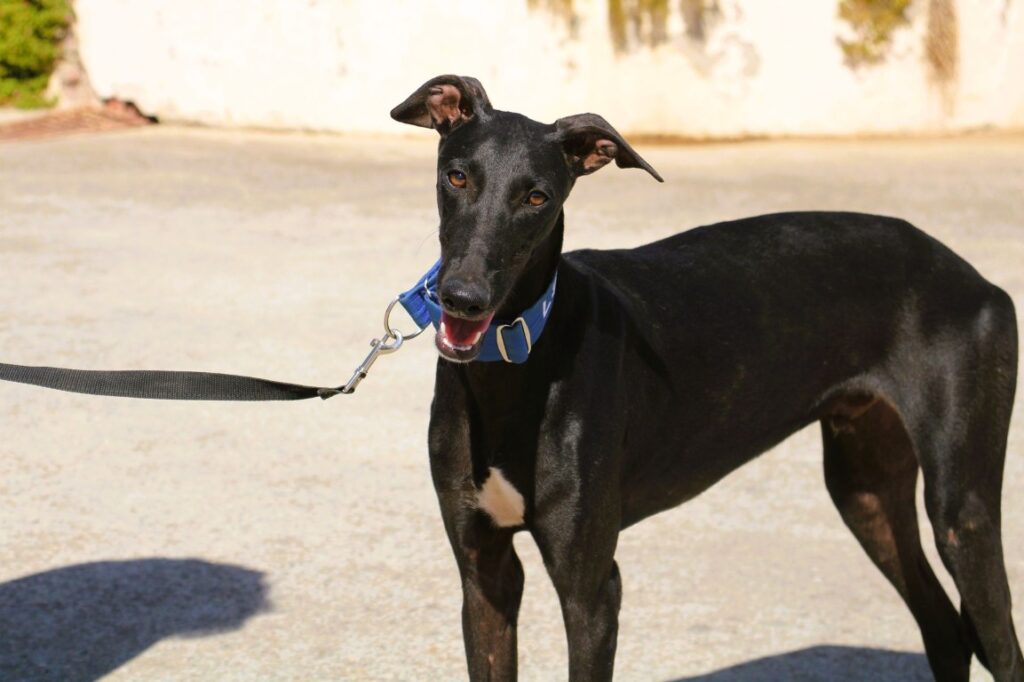 Piero (M) Chiot de 8 mois/ Refuge de la FBM