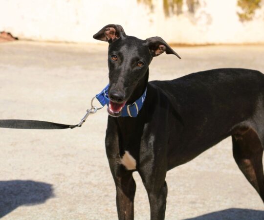 Piero (M) Chiot de 8 mois/ Refuge de la FBM