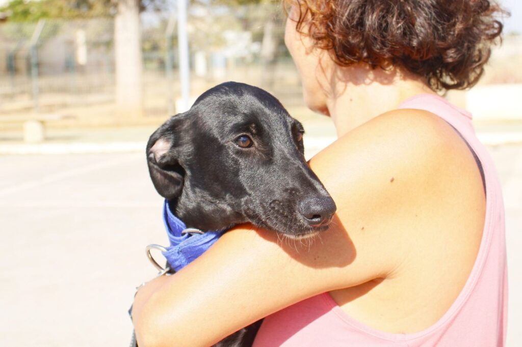 Presto (M) Chiot / Refuge de la FBM Adopté