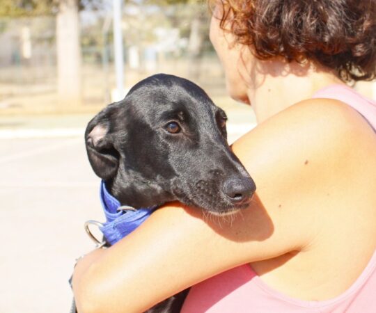 Presto (M) Chiot / Refuge de la FBM Adopté