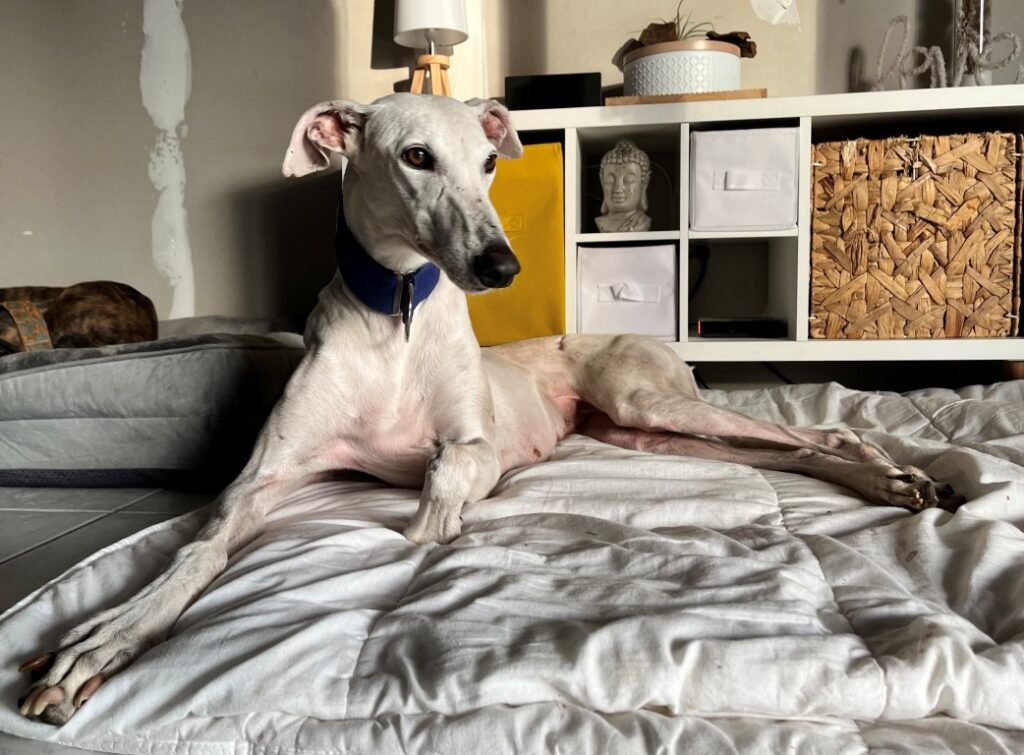 Rita (F) Déjà en France en accueil dans le 85.