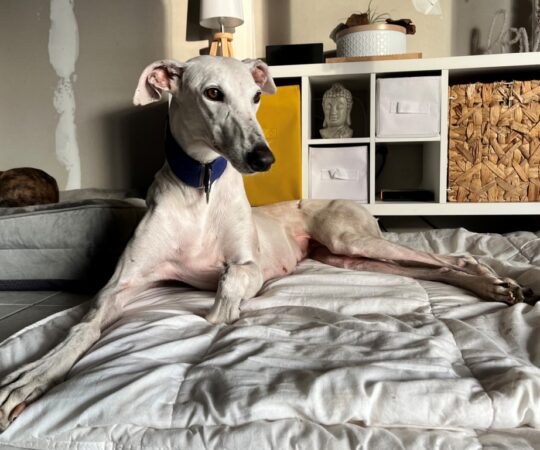Rita (F) Déjà en France en accueil dans le 85