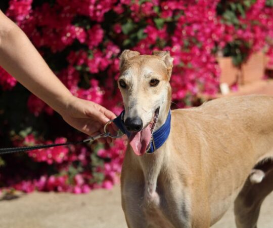 Rubio (M) Depuis un an au refuge de la FBM