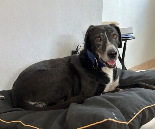 Sansa (F) Senior/ Déjà en France en accueil dans le 44