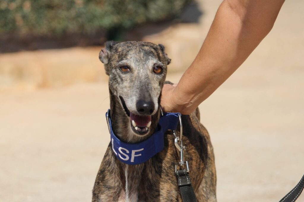 Térèsa (F) Adoptée