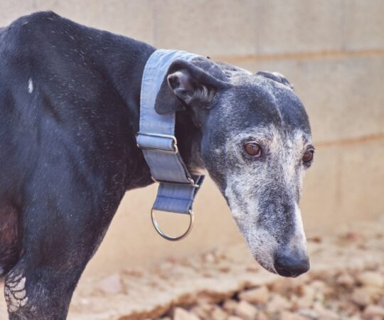 Anaïs (F) Refuge de Tobarra