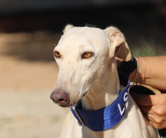 Bambi (F) Refuge de la FBM Adoptée