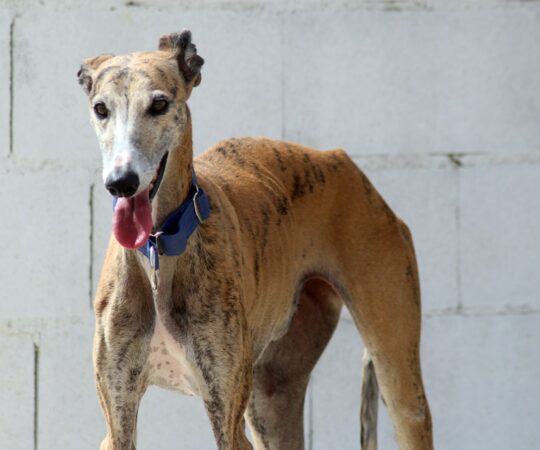 Beyka (F) Refuge d’Ecija