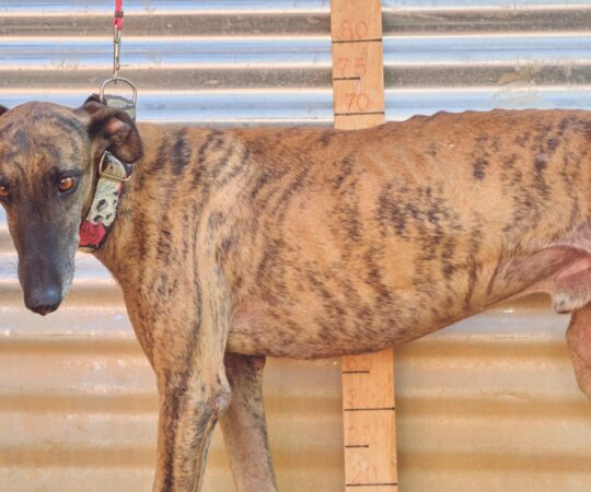 Bolto (M) / Tobarra/ Disponible / Arrive en France le 25 10