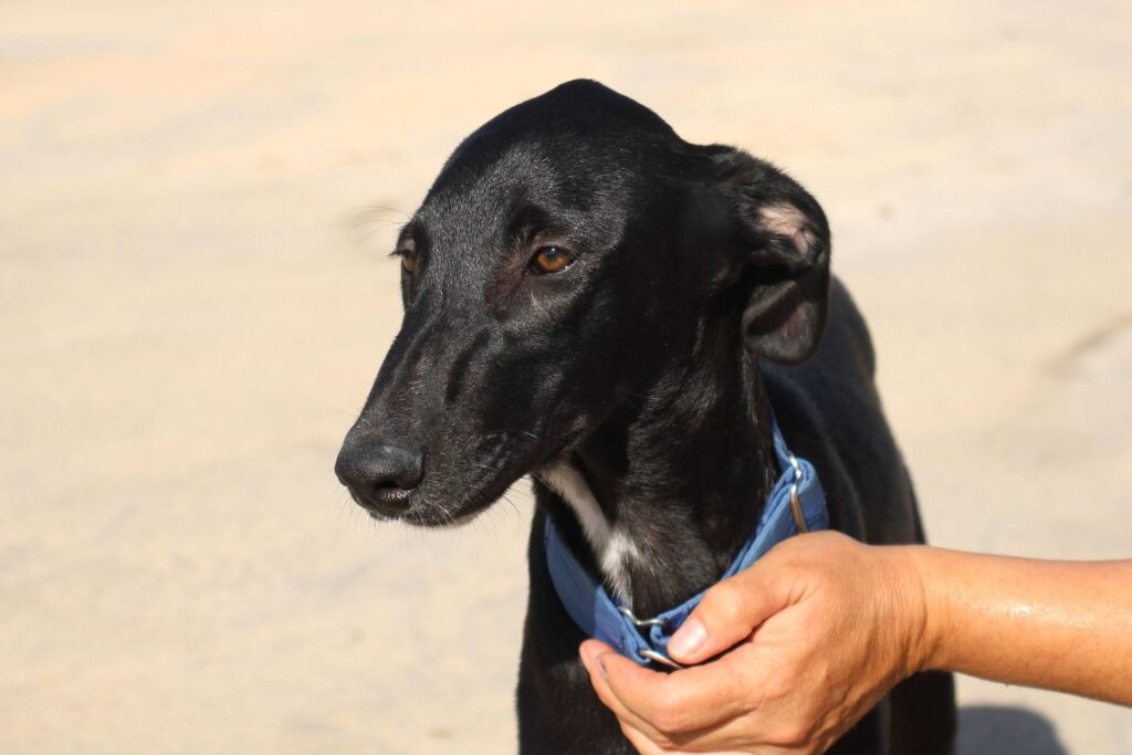 Calimero (M) Chiot FBM (Disponible)