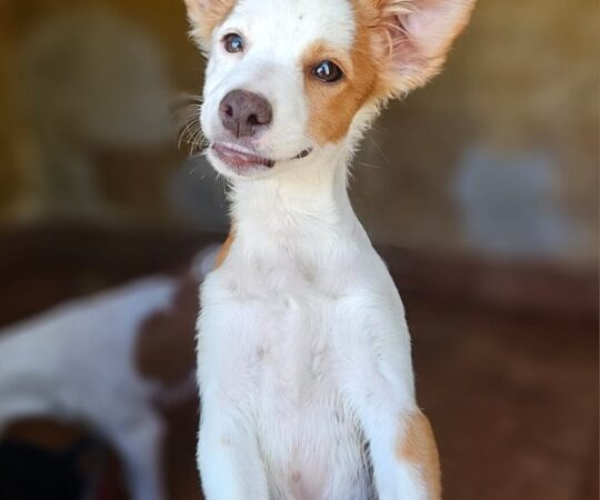 Dama (F) Chiot Pod / Refuge de Carmona Adoptée