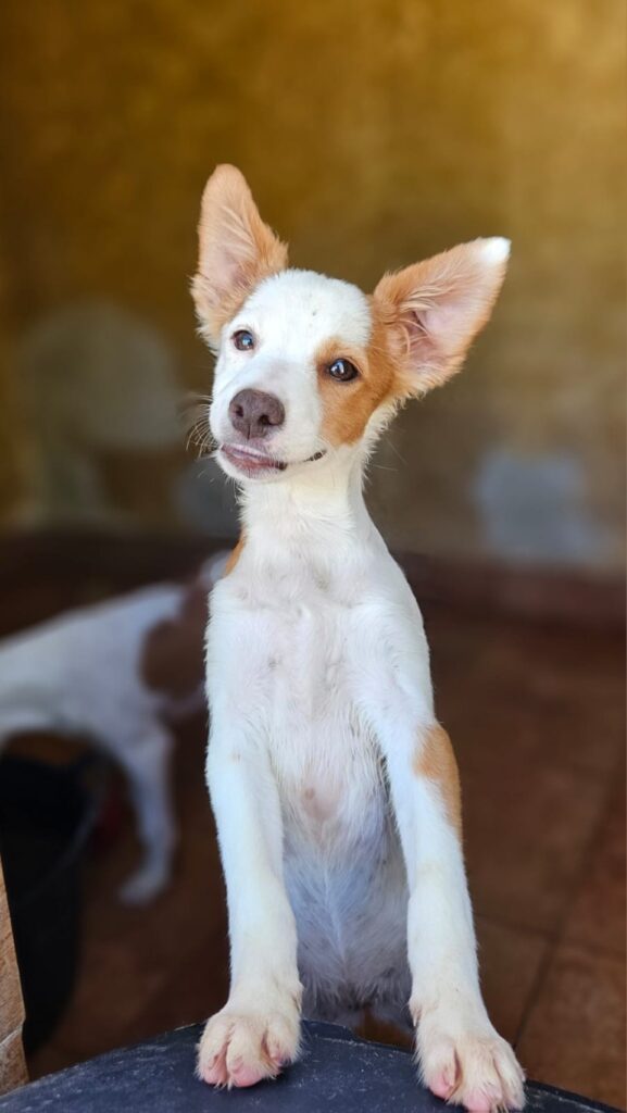 Dama (F) Chiot Pod / Refuge de Carmona