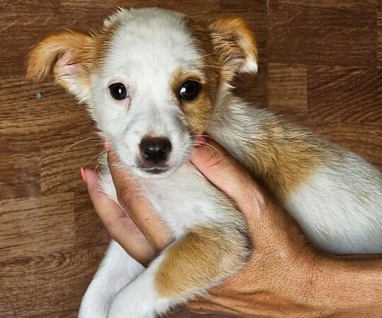Dama (F) Chiot Pod / Refuge de Carmona