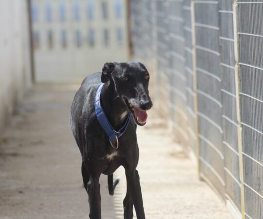 Dana (F) Refuge d’Ecija