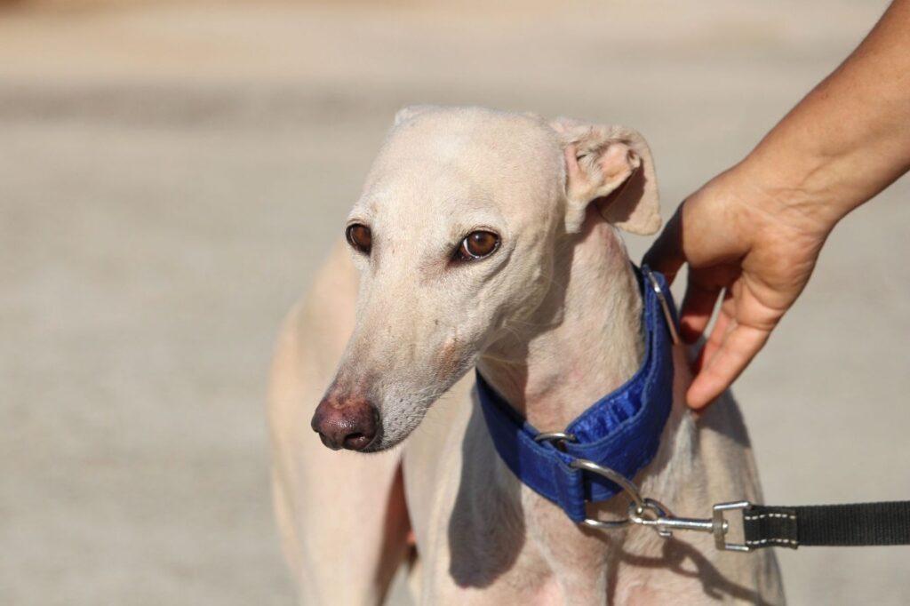 Elisa (F) / Refuge de la FBM Adoptée