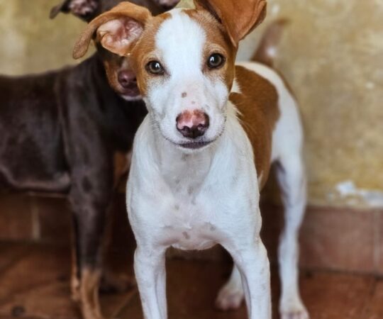 Golfo (M) Chiot Pod / Refuge de Carmona Adopté