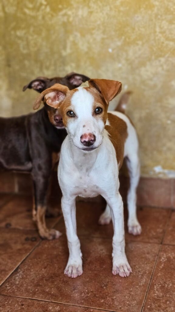 Golfo (M) Chiot Pod / Refuge de Carmona
