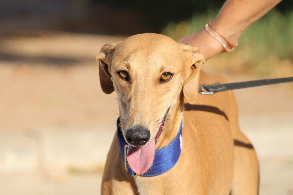 Hera (F) Refuge de la FBM Adoptée