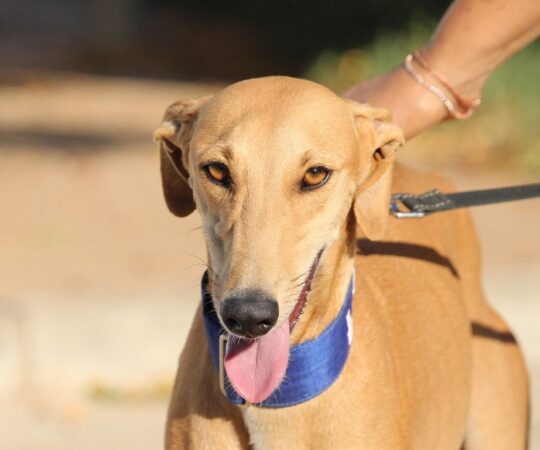 Hera (F) Refuge de la FBM Adoptée