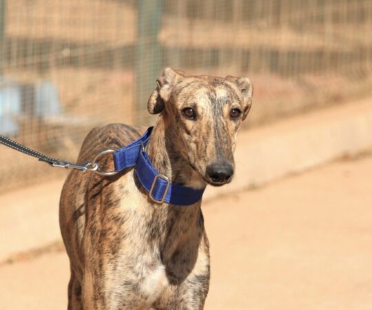 Ismaël (M) Refuge de la FBM Adopté