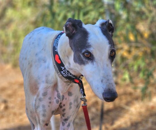 Kenzo (M) Refuge de Carmona