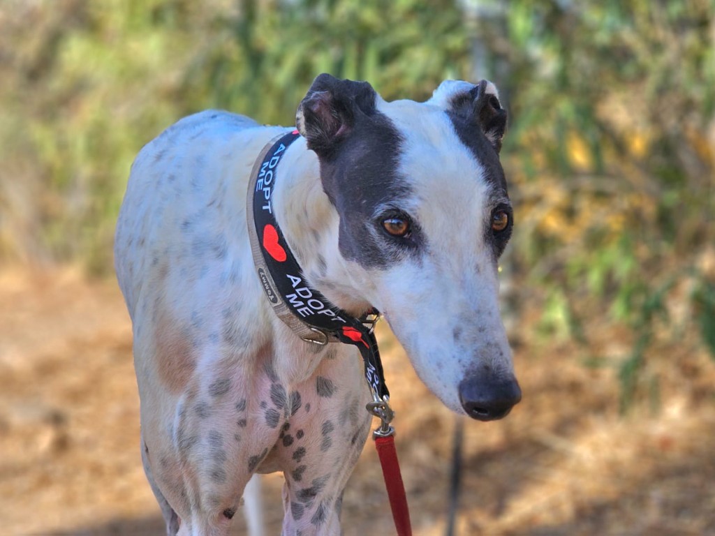 Kenzo (M) Refuge de Carmona