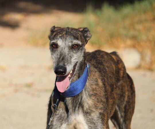 Kity (F) Refuge de la FBM Adoptée