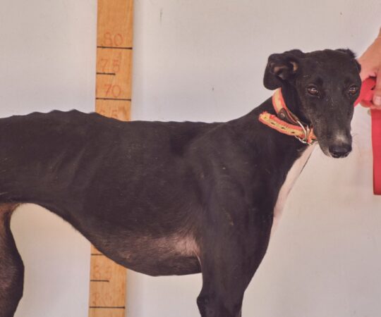 Lidia (F) Refuge de Tobarra Adoptée