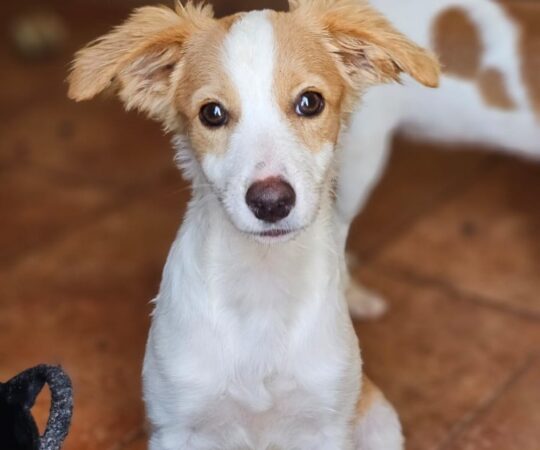 Mila (F) Chiot Pod / Refuge de Carmona Adoptée