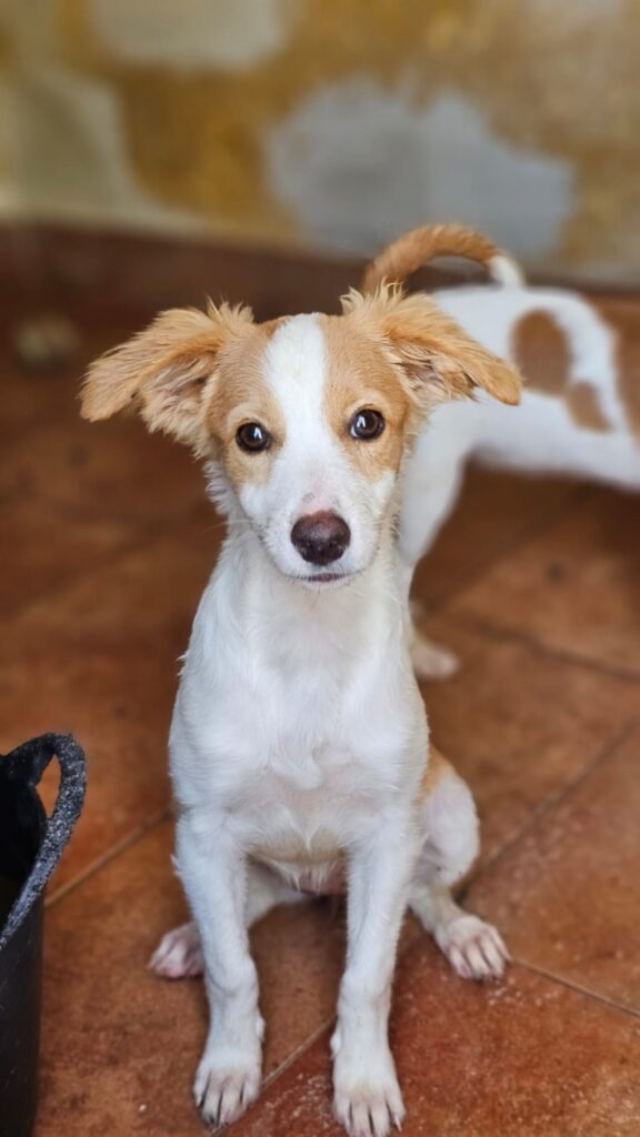 Mila (F) Chiot Pod / Refuge de Carmona Adoptée