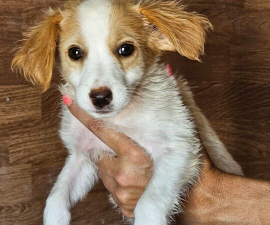 Mila (F) Chiot Pod / Refuge de Carmona