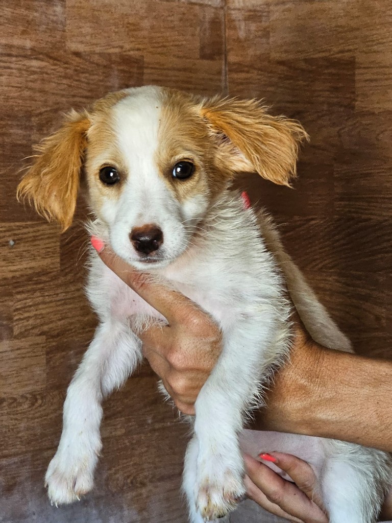Mila (F) Chiot Pod / Refuge de Carmona