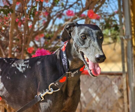 Morita (F) Refuge de Carmona.