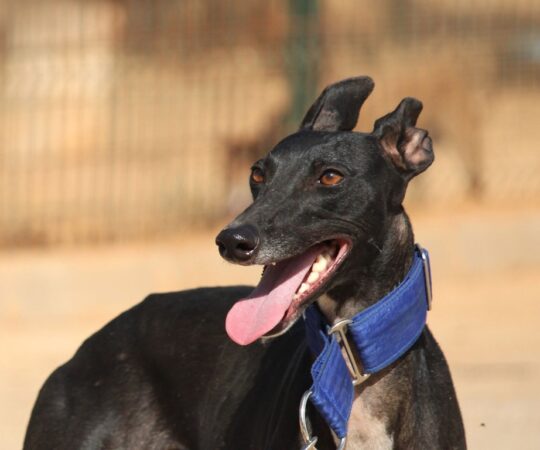 Nina (F) Refuge de la FBM