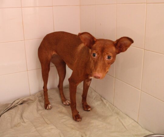 Pandora (F) Pod Refuge de la FBM Adoptée