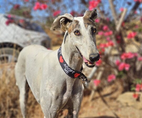 Rayo (M) Refuge de Carmona