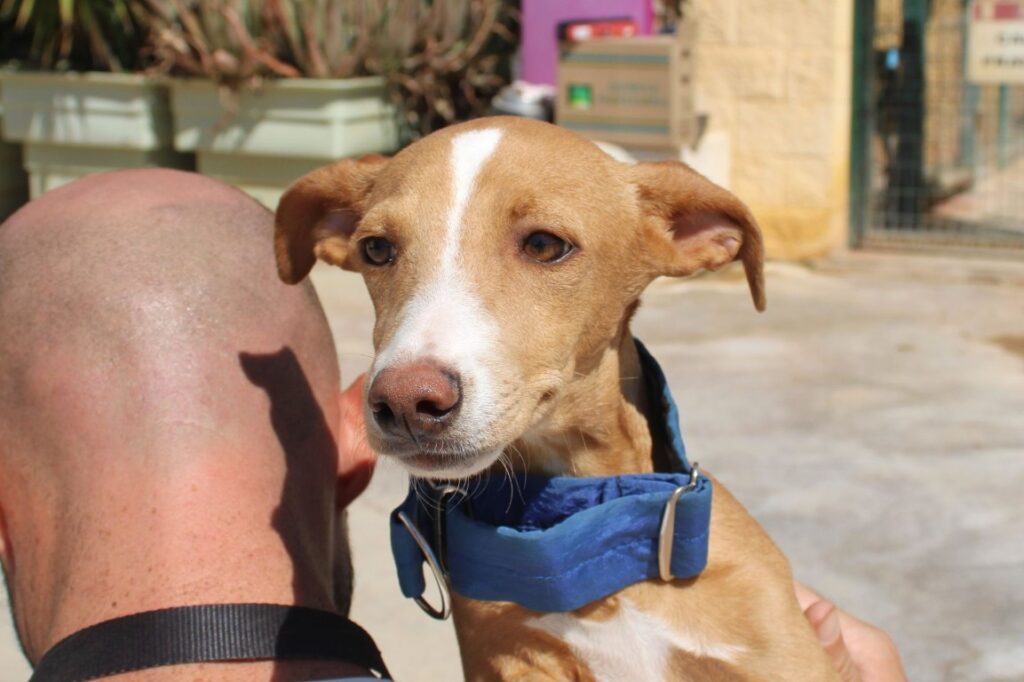 Terron (M) Chiot Pod / FBM (Disponible)