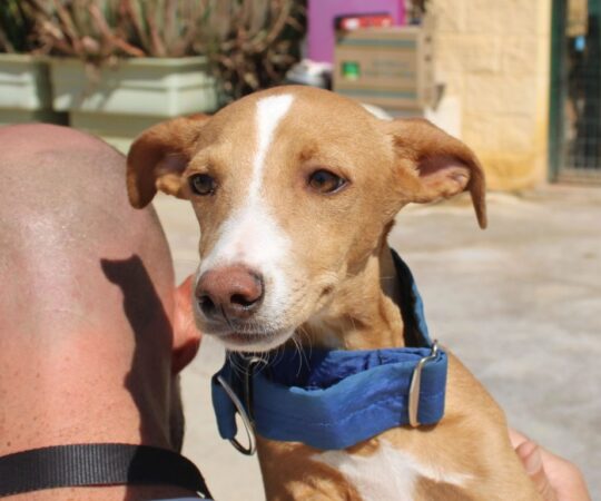 Terron (M) Chiot Pod / Refuge de la FBM