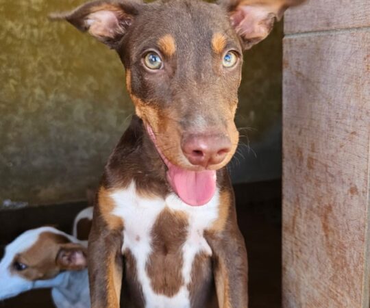 Tony (M) Chiot Pod / Refuge de Carmona Adopté