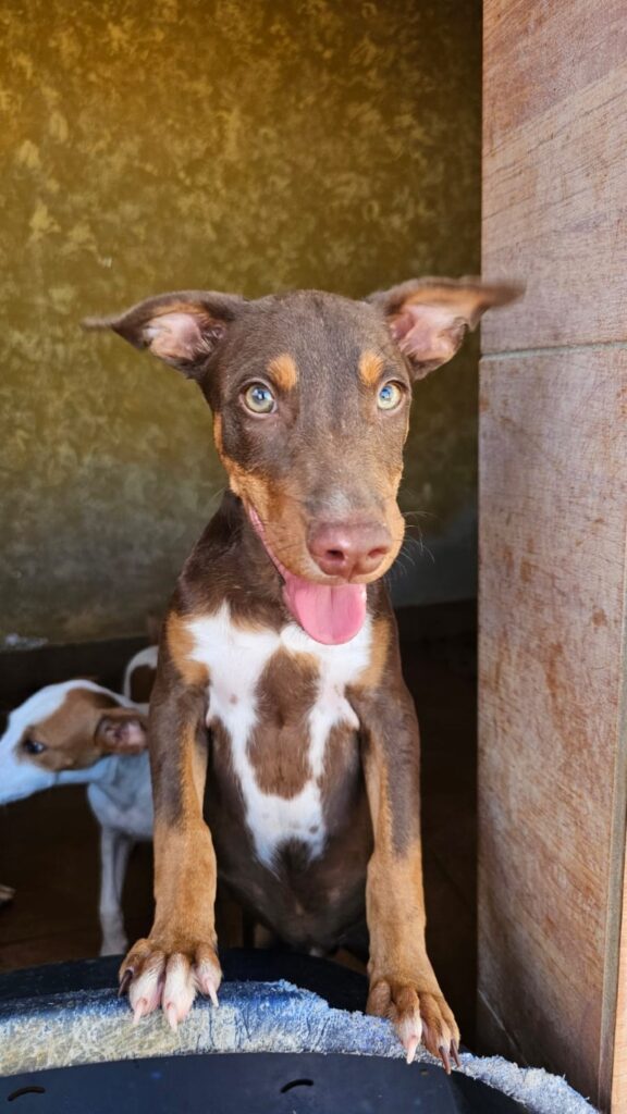 Tony (M) Chiot Pod / Refuge de Carmona.