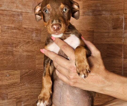 Tony (M) Chiot Pod / Refuge de Carmona.