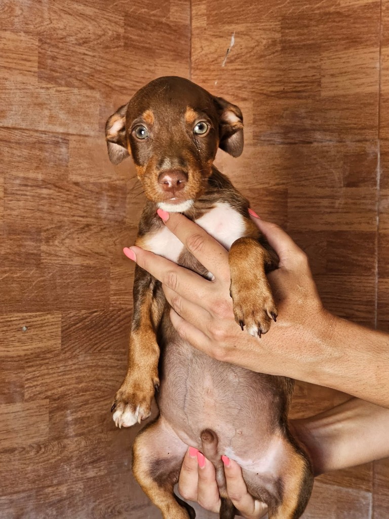 Tony (M) Chiot Pod / Refuge de Carmona.